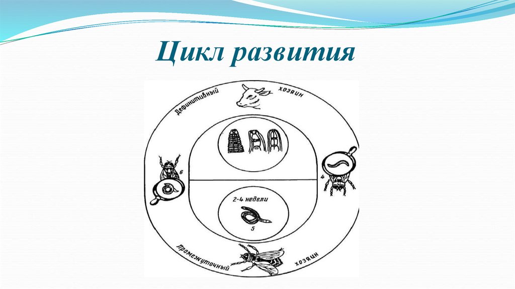 Телязиоз крс презентация