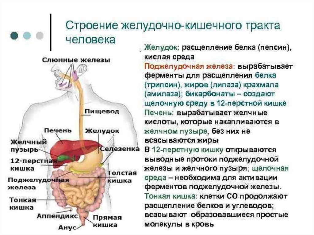 Тракт органы. ЖКТ человека строение и функции анатомия и физиология. Структура и функции ЖКТ человека. Функции отделов пищеварительного тракта анатомия. Функции отделов желудочно-кишечного тракта.