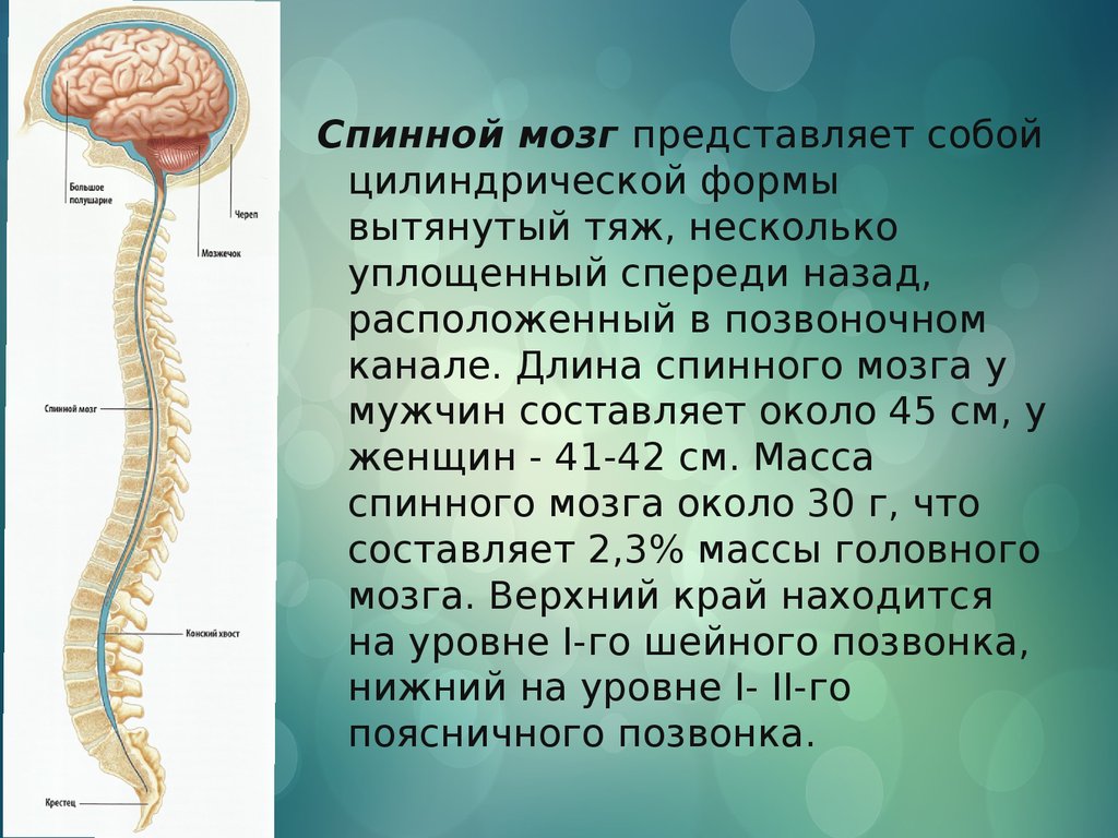Головной и спинной мозг имеет. Наружное строение спинного мозга. Спинной мозг человека презентация. Наруднее строение спинного мозга.