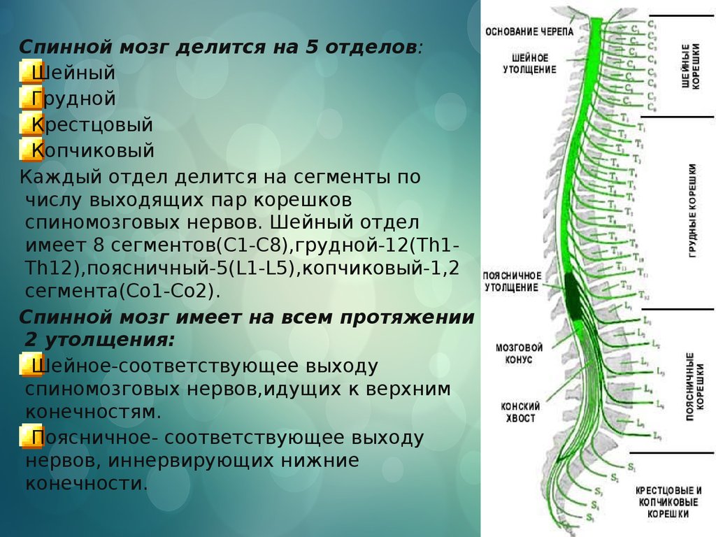 Функции шейного отдела. Сегмент спинного мозга человека анатомия. S2-s4 сегментов спинного мозга. Th5 th8 позвоночника. Перечислите основные отделы спинного мозга..