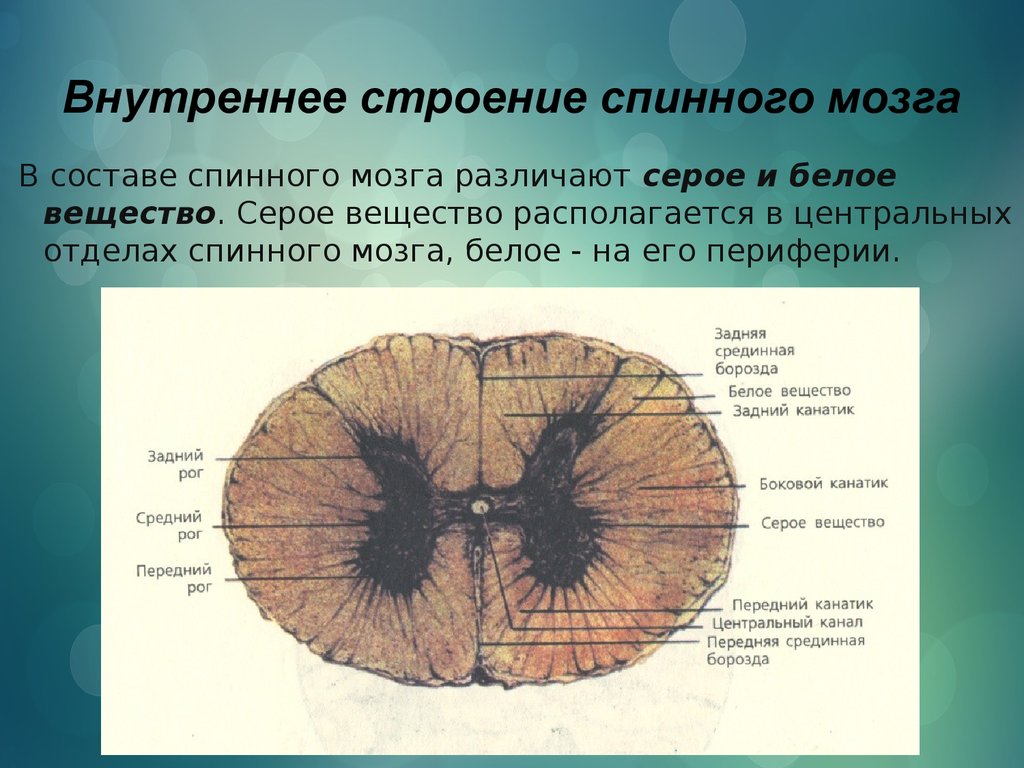 Спинной мозг образован веществом. Срез спинного мозга строение. Внутренне строение спинного мозга. Срединная щель спинного мозга. Горизонтальный разрез грудного отдела спинного мозга.