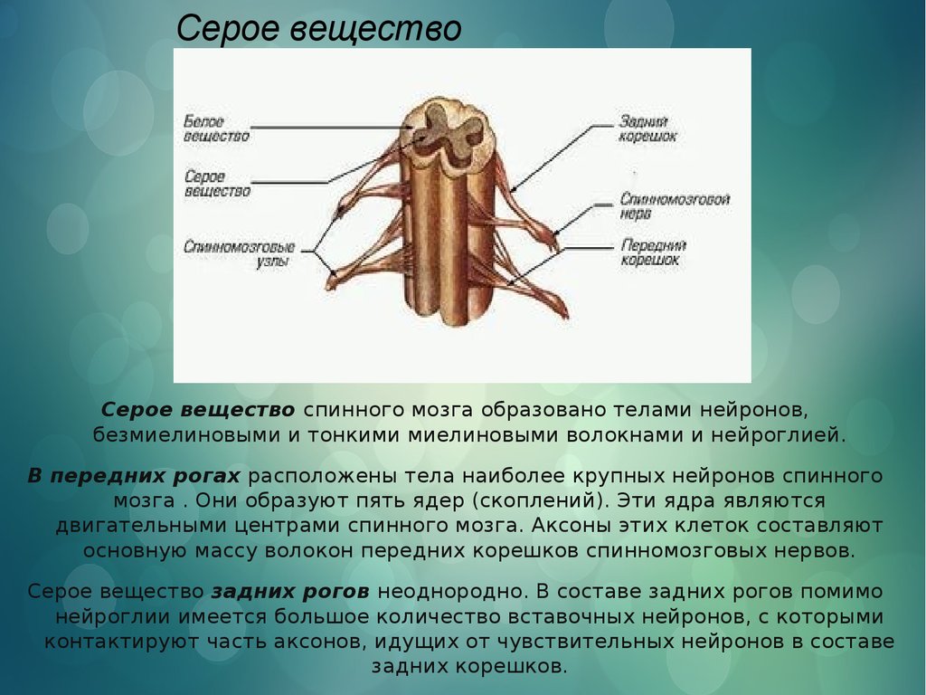 Вещество мозга образовано. Из чего состоит белое и серое вещество мозга. Серое вещество мозга состоит из. Серое вещество головного и спинного мозга состоит из. Серое вещество спинного мозга состоит из.