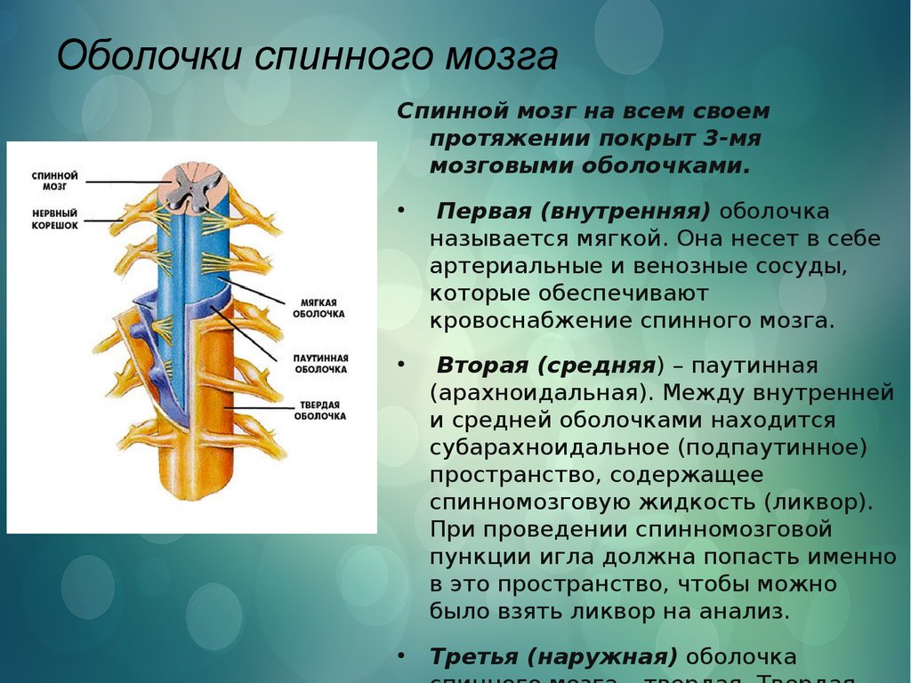Прямо спинного. Перечислите оболочки спинного мозга. Функции твердой оболочки спинного мозга. Паутинная оболочка спинного мозга строение. Строение твердой оболочки спинного мозга.