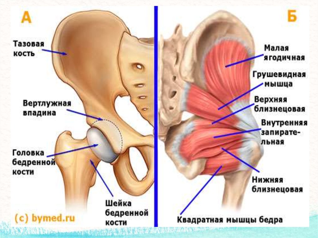 Вертлужные впадины таза