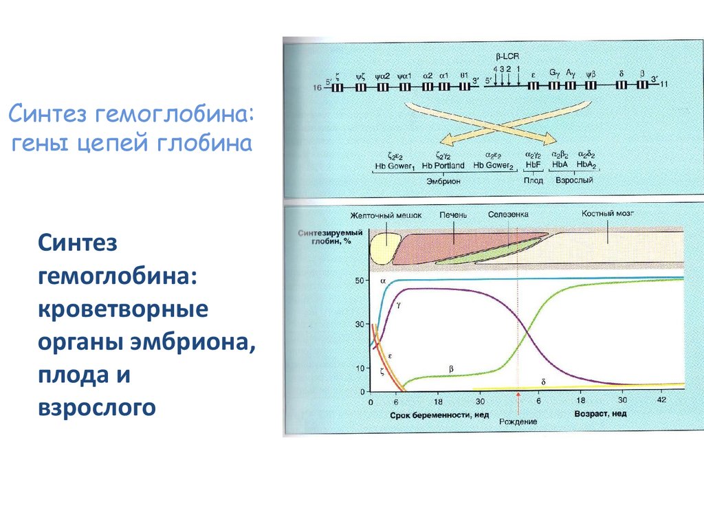 Синтез цепей. Схема синтеза гемоглобина. Синтез цепей гемоглобина. Синтез Глобина. Эмбриональный гемоглобин синтезируется.