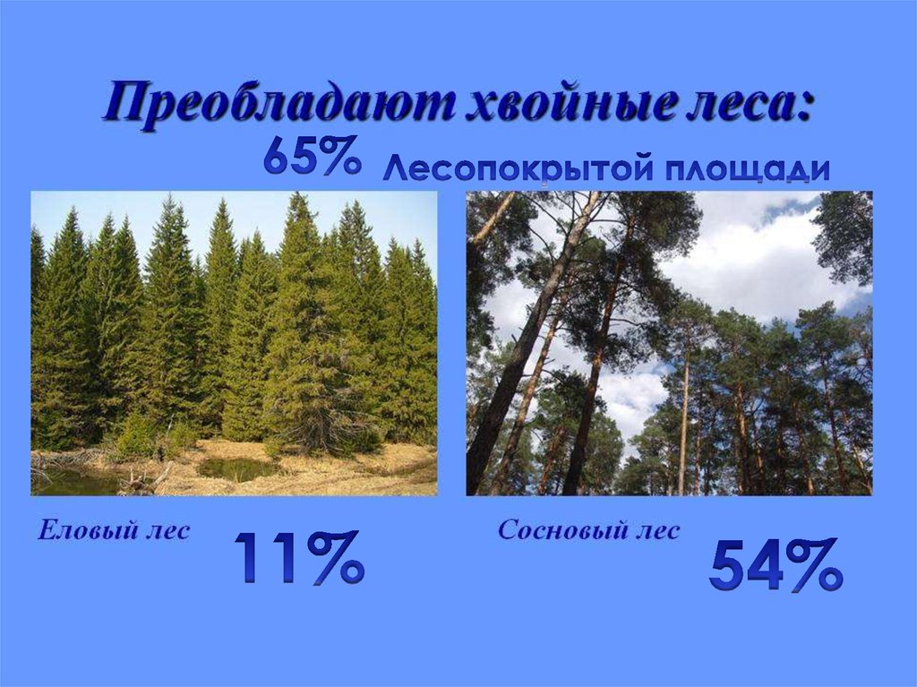 Преобладающие леса. Еловый лес преобладающий вид. Преобладает хвойное. Преобладающий вид в еловом лесу. Преобладание хвойной растительности