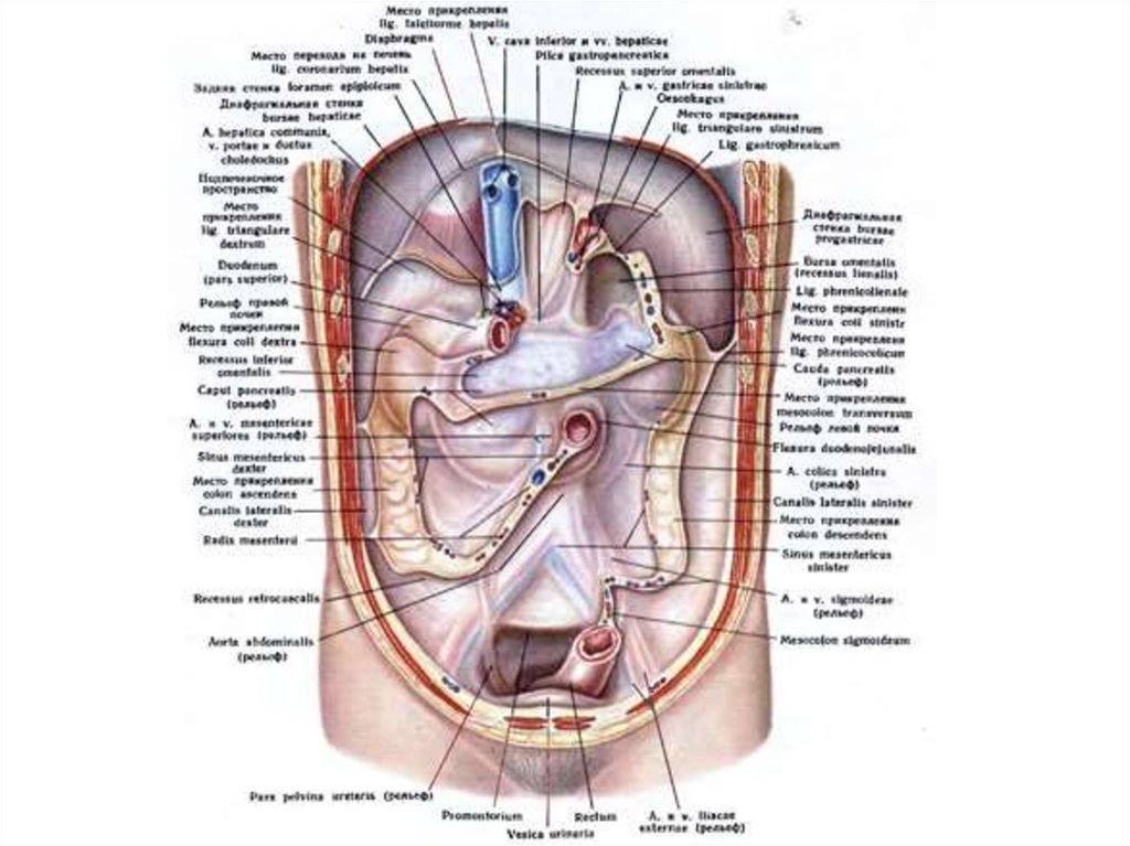Строение внутренних органов человека брюшная полость женщины фото с описанием на русском языке фото
