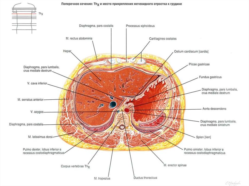 Поперечный распил грудной полости схема