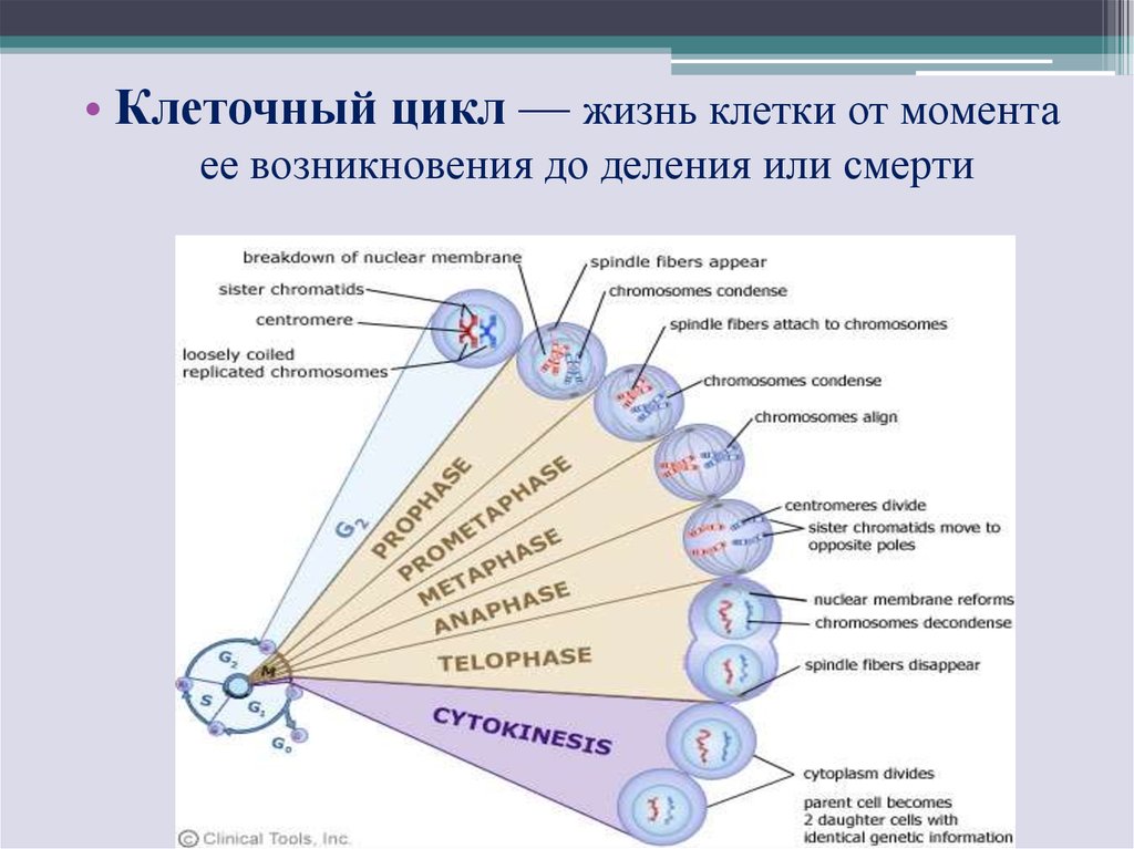 Клеточный цикл презентация