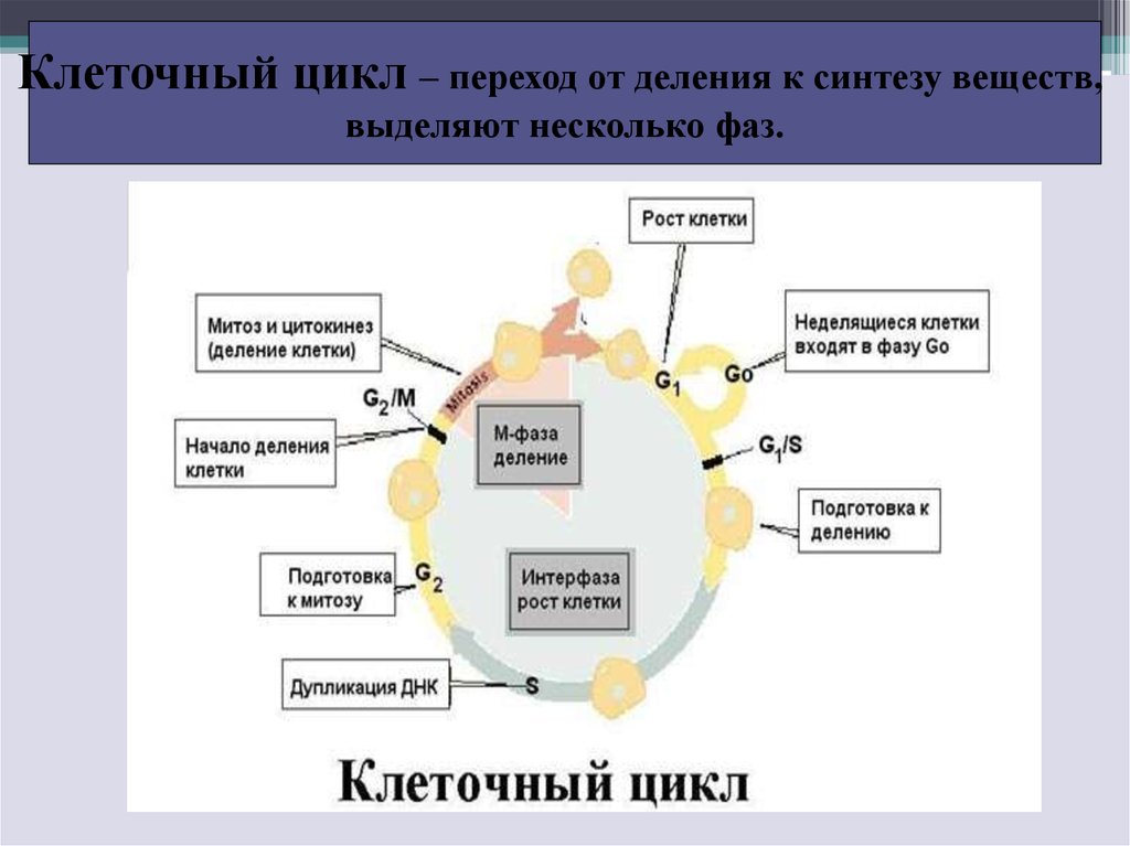 Клеточный цикл презентация