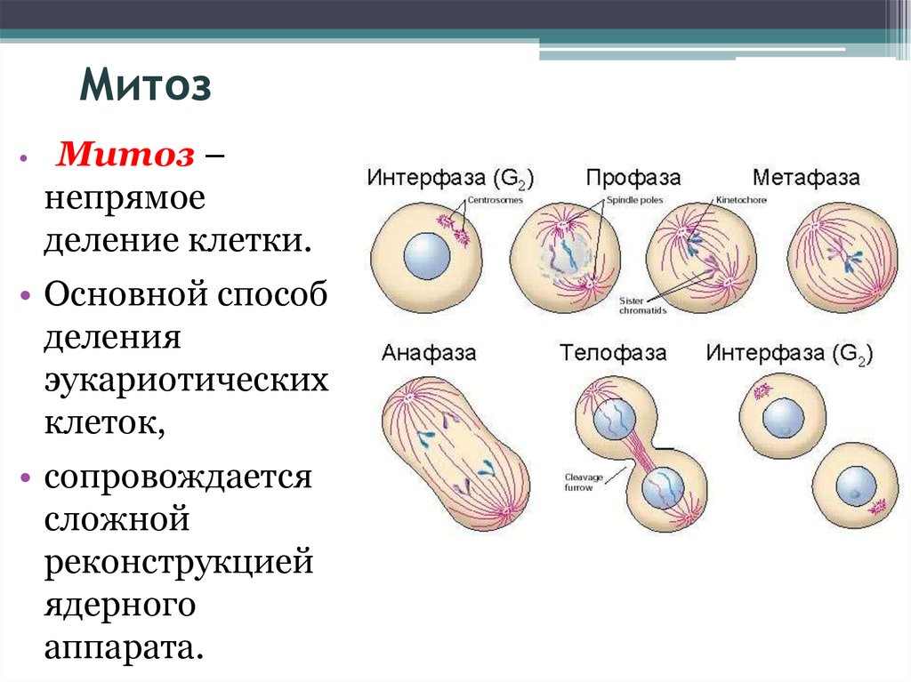 Жизнь клетки до ее деления. Деление эукариотических клеток митоз. Процесс деления клетки эукариот. Эукариот - митотическое деление клетки.. Способы деления клетки митоз.