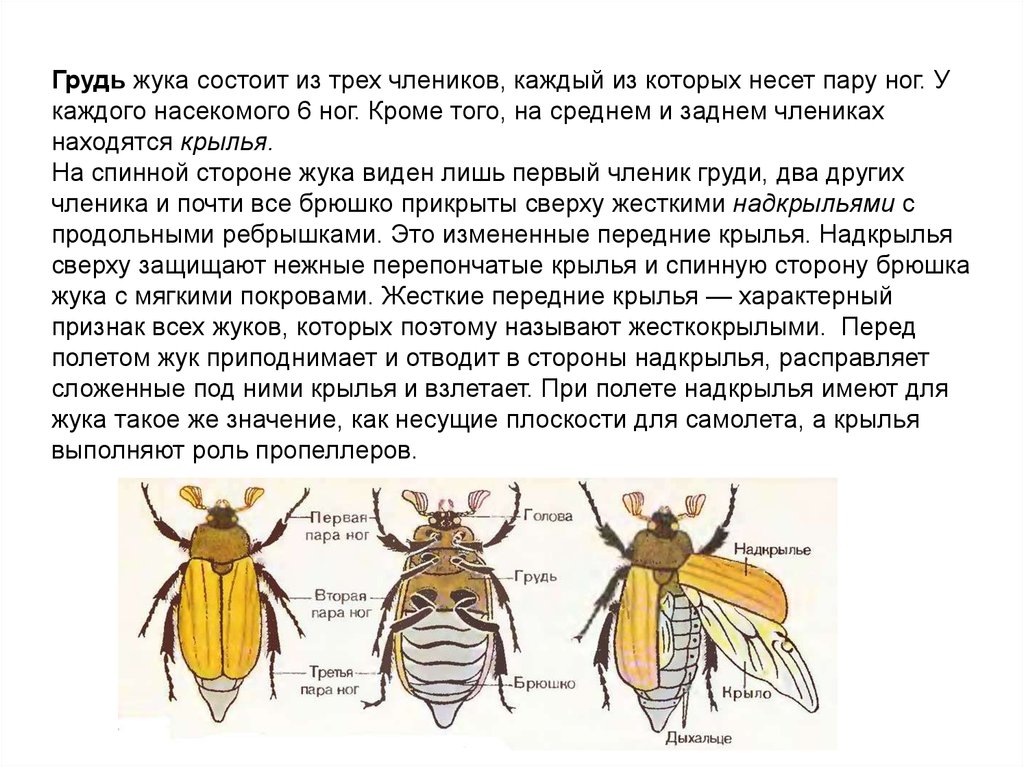 Строение майского жука рисунок