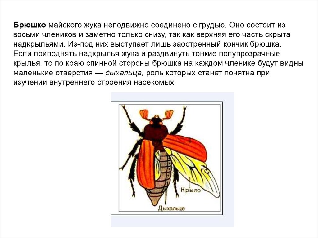 Лабораторная работа внешнее строение насекомого 7. Внешнее строение брюшка майского жука. Брюшко майского жука строение. Внутреннее строение майского жука биология 7 класс. Органы брюшка майского жука.