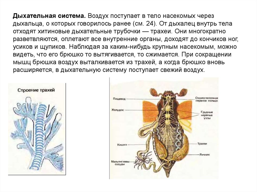 У насекомых легочное дыхание. Дыхательная система майского жука. Дыхательеная систкма майского Жук. Внешнее и внутреннее строение майского жука. Органы дыхания майского жука.