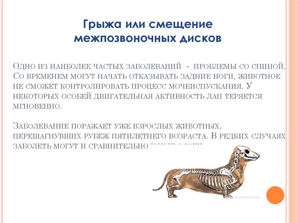 Одно из наиболее частых заболеваний - проблемы со спиной. Со временем могут начать отказывать задние ноги, животное не сможет