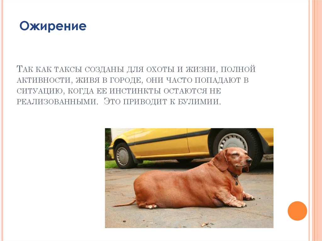 Так как таксы созданы для охоты и жизни, полной активности, живя в городе, они часто попадают в ситуацию, когда ее инстинкты