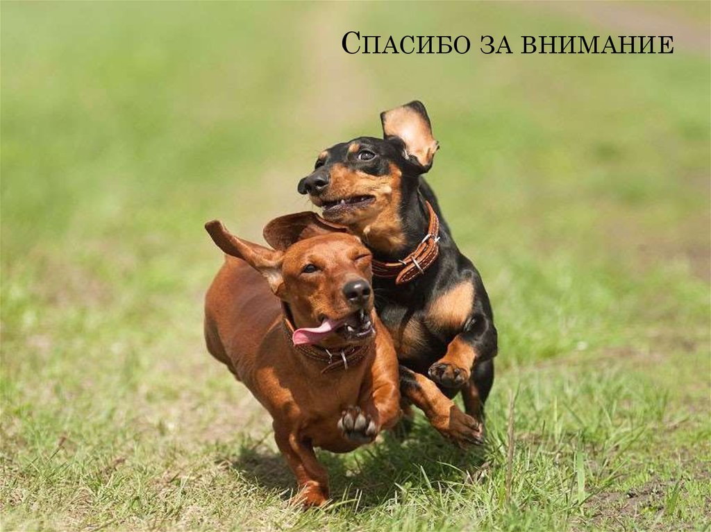 Спасибо за внимание