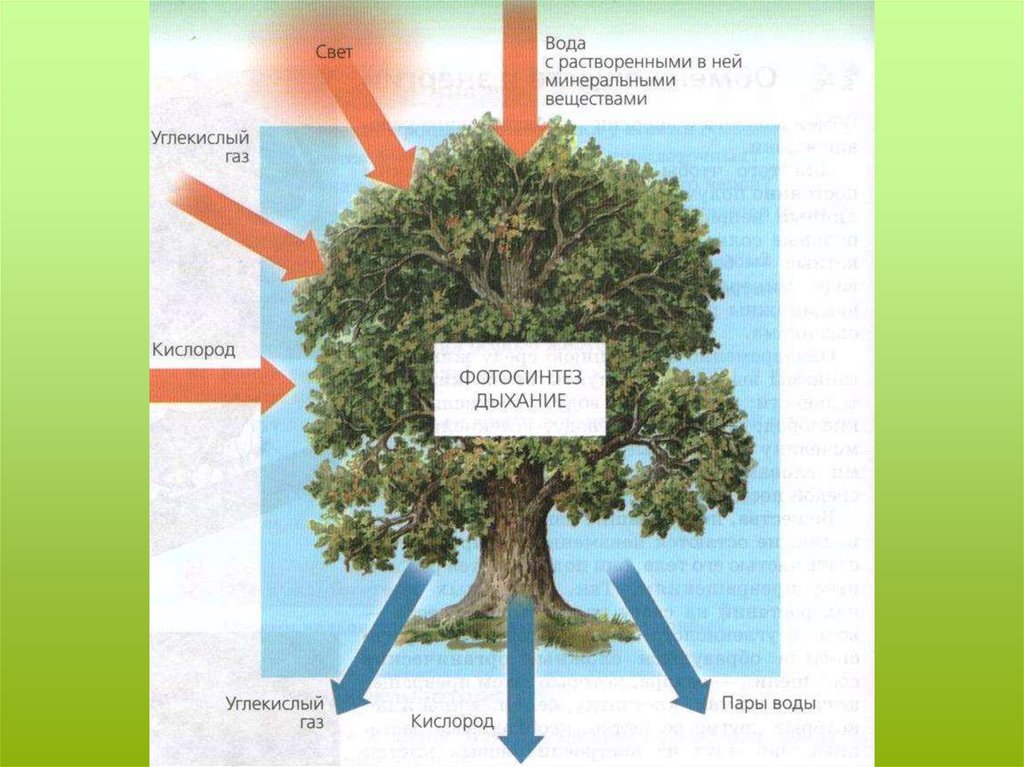 Дыхание растений фото