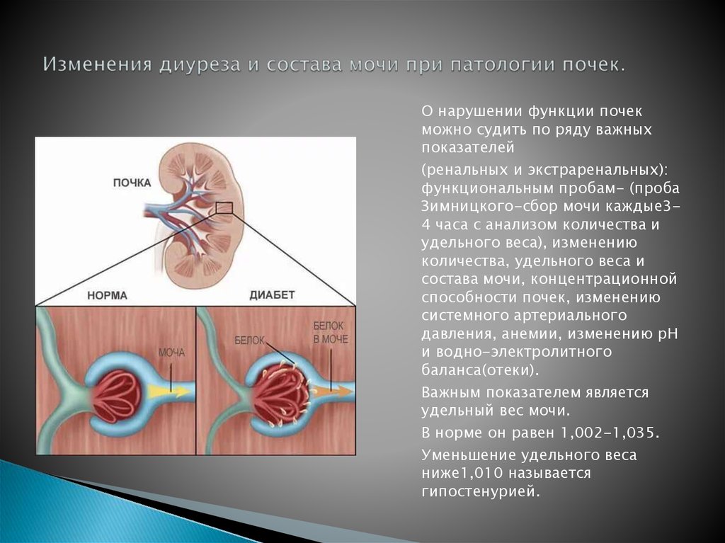 Патология почек