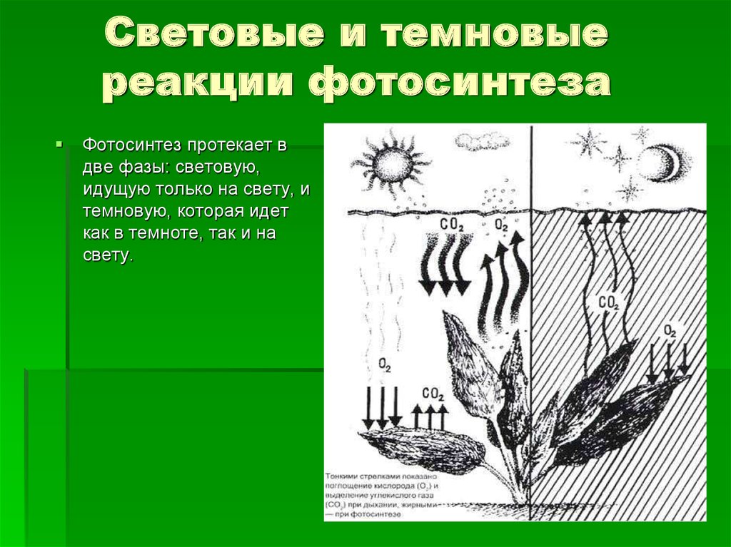 Проект по теме фотосинтез