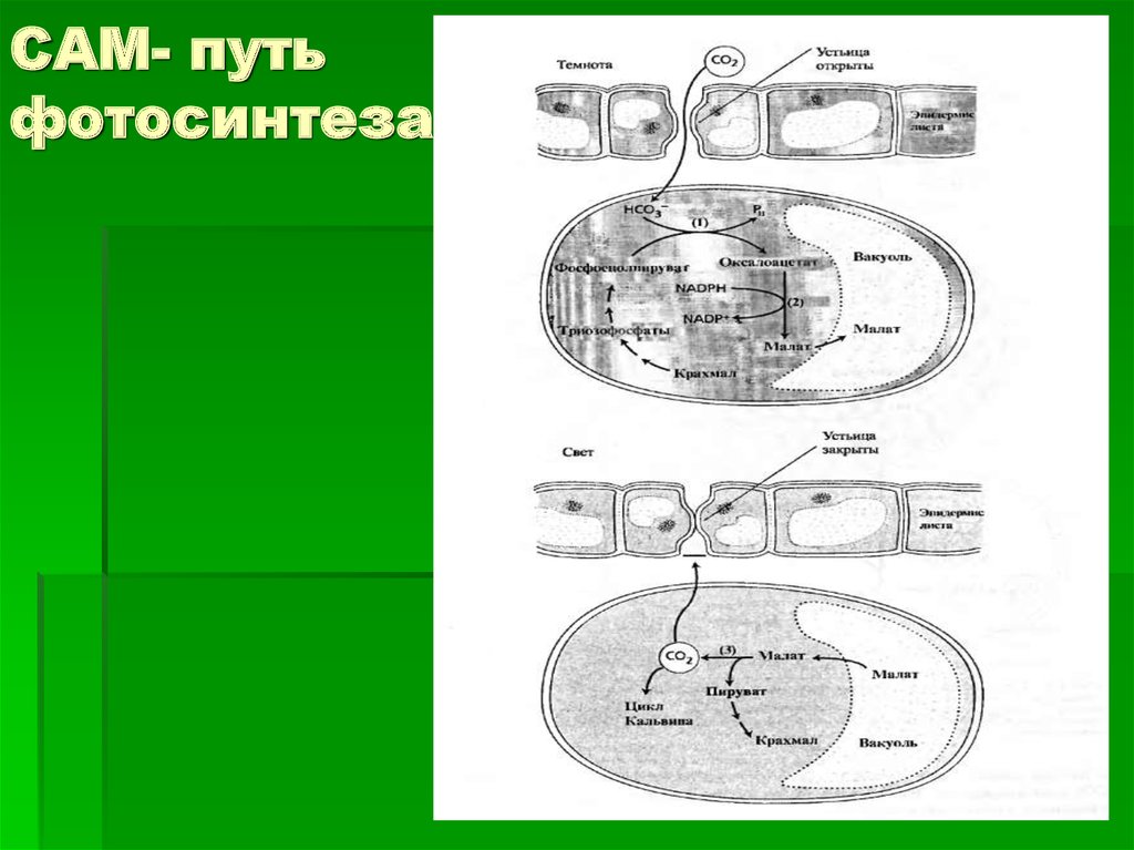 Фотосинтез процессы 4. Cam путь фотосинтеза схема. Фотосинтез по типу толстянковых сам-метаболизм. Cam фотосинтез схема. Сам Тип фотосинтеза.