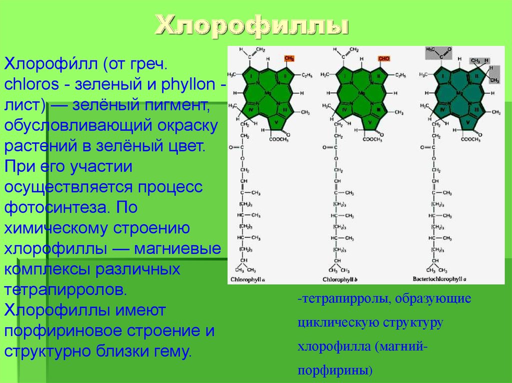 Хлорофилл химический состав. Хлорофилл c2. Е140 хлорофилл. Пигменты листа хлорофилл. Фотосинтез хлорофилл растений.