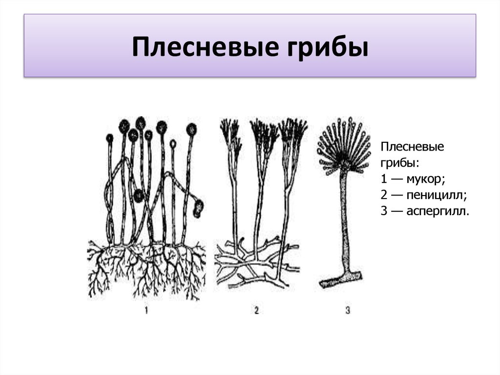 Рассмотрите изображение шести организмов пеницилл мукор. Мукор и пеницилл строение. Плесневые грибы 6 класс биология. Строение плесневых грибов микробиология.