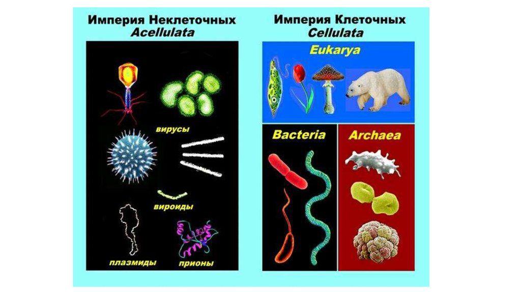 Бактерии являются неклеточной формой жизни. Империя клеточные и неклеточные. Сравнительная анатомия беспозвоночных. Клеточные организмы. Империя – клеточные организмы.