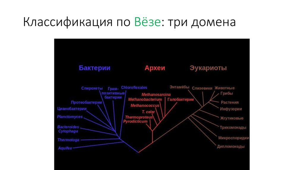 Классификация по Вёзе: три домена