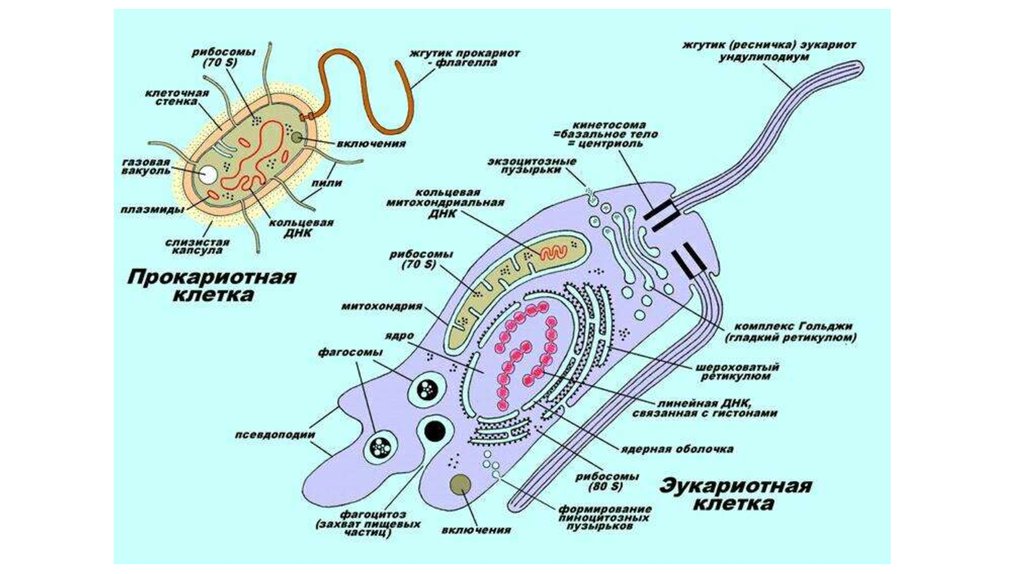 Для живой клетки характерно наличие. Многоклеточные эукариоты. Отметь три верных ответа из шести. Для живой клетки характерно наличие. Определите три верных ответа из шести оросители клетки характерно.