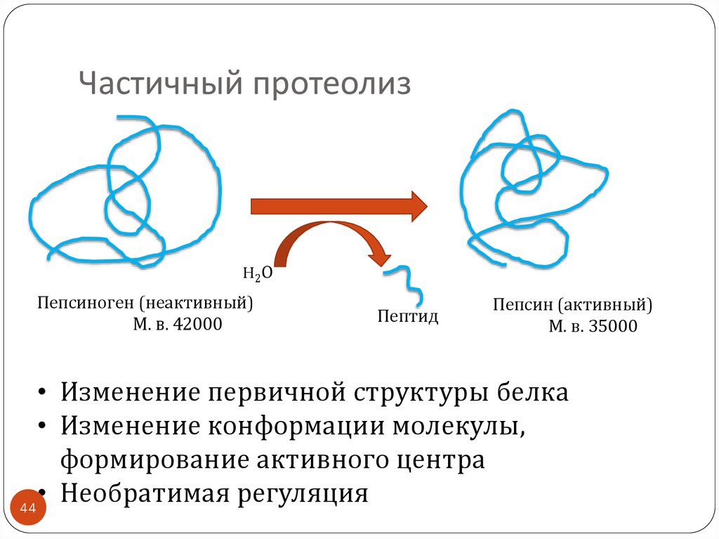 Активный фермент пепсина. Регуляция активности ферментов ограниченный протеолиз. Регуляция активности ферментов путем ограниченного протеолиза. Механизм активности ферментов частичным протеолизом. Регуляция активности ферментов частичным протеолизом.