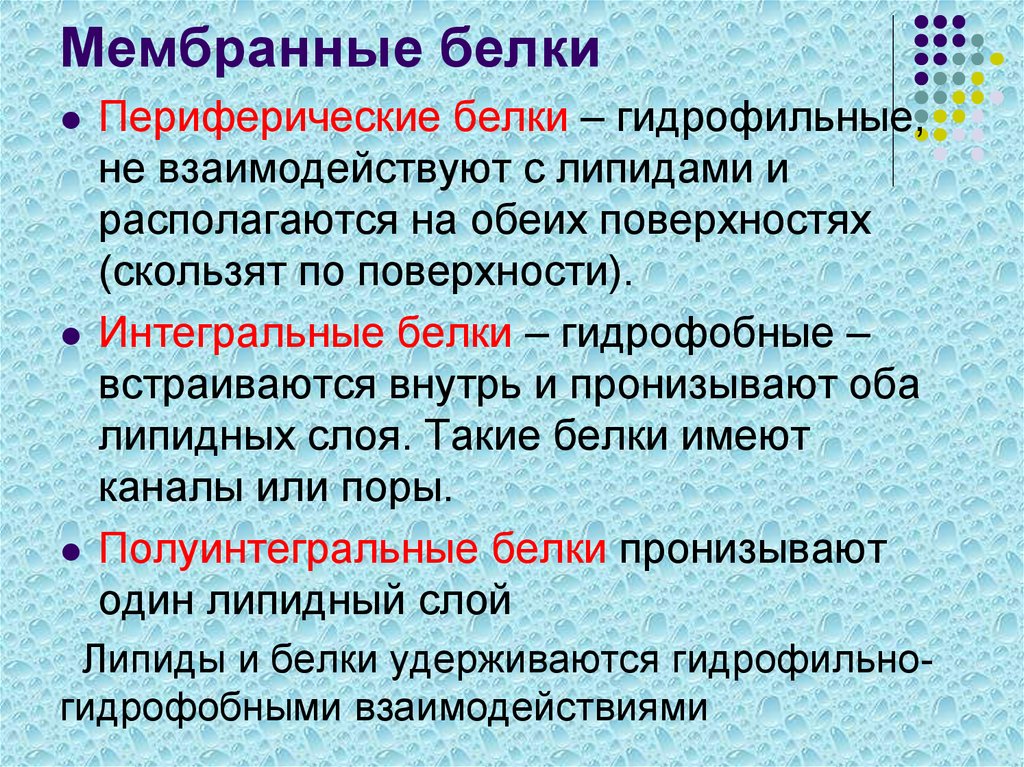 Пояснить главную функцию белков. Классификация мембранных белков. Интегральные полуинтегральные и периферические белки. Мембранные белки классификация. Функциональная классификация белков мембраны.