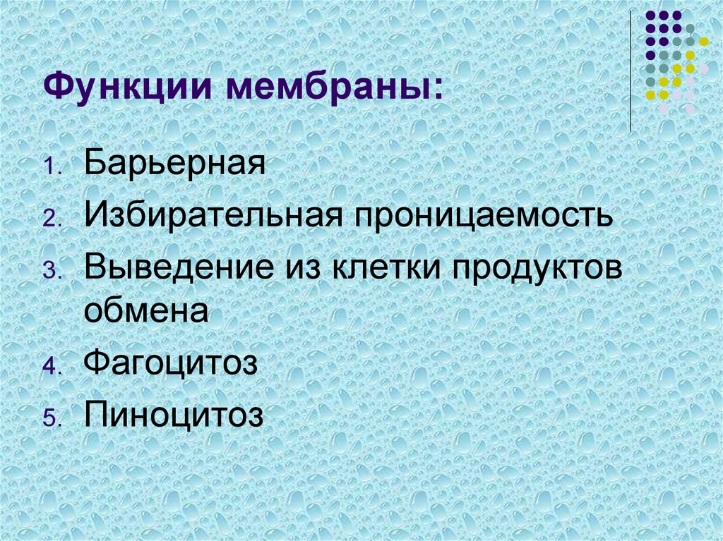 3 функции мембраны. Избирательная проницаемость функция мембраны. Функции мембраны. Барьерная функция мембраны клетки. Избирательная проницаемость растительной клетки.