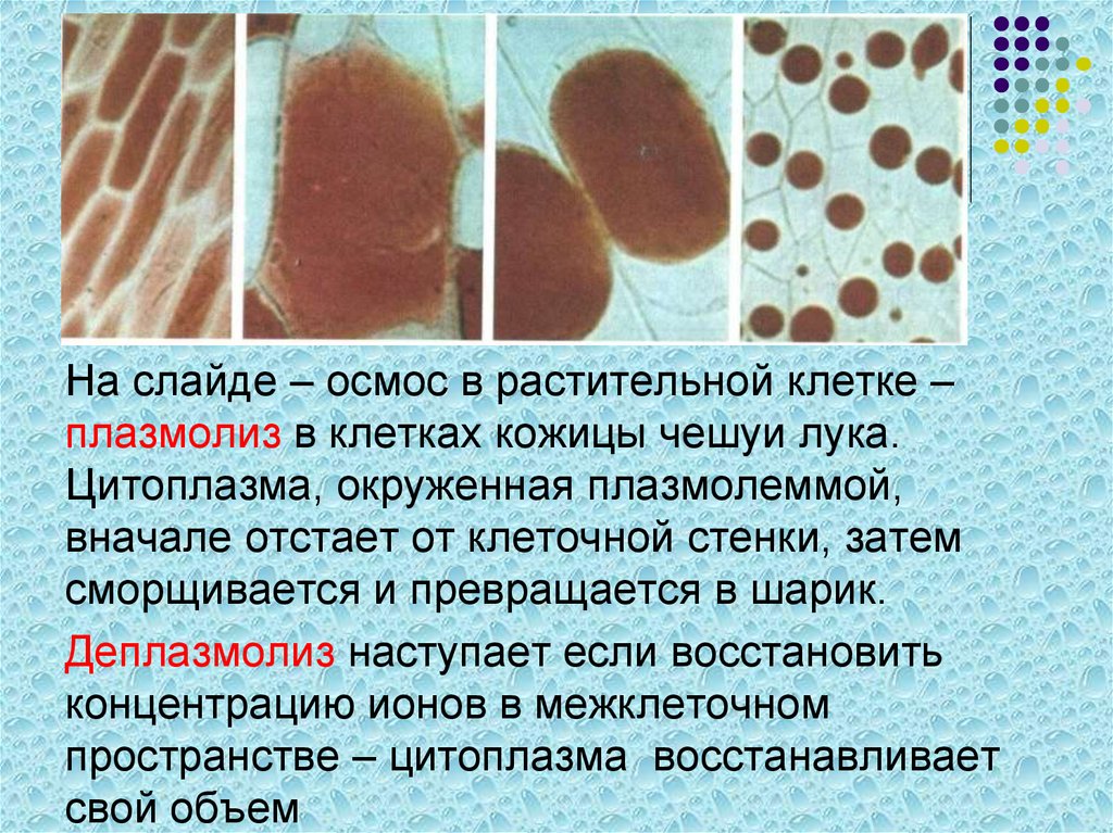 Плазмолиз и деплазмолиз в клетках