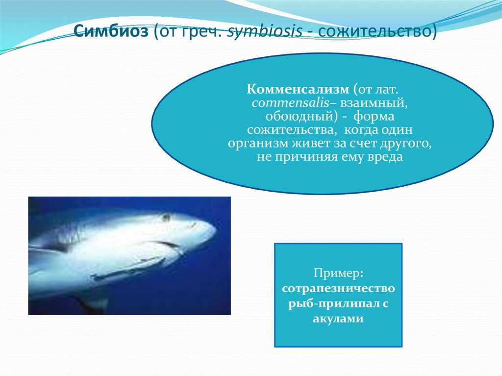 Акула рыба прилипала тип взаимодействия. Комменсализм примеры. Симбиоз комменсализм примеры. Пример комменсализм организмов. Симбиоз комменсализм.