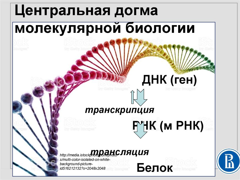 Основная догма молекулярной биологии