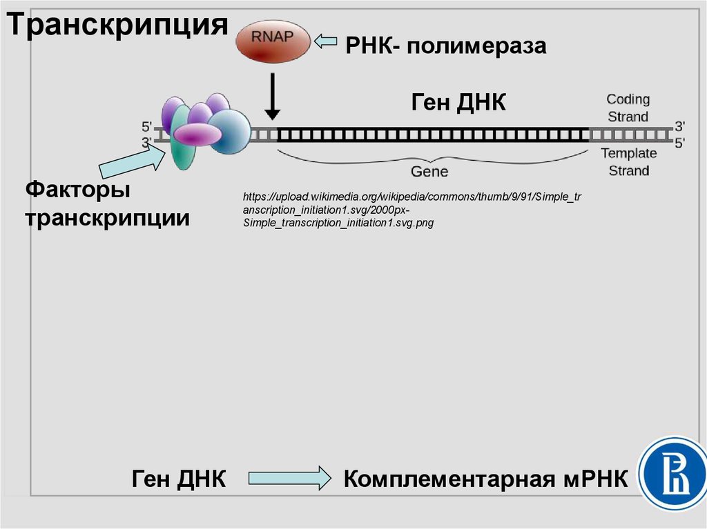 Днк полимераза 1. Биосинтез белка РНК полимераза. РНК полимераза 1. Биосинтез РНК полимеразы. Транскрипция ДНК-полимераза.