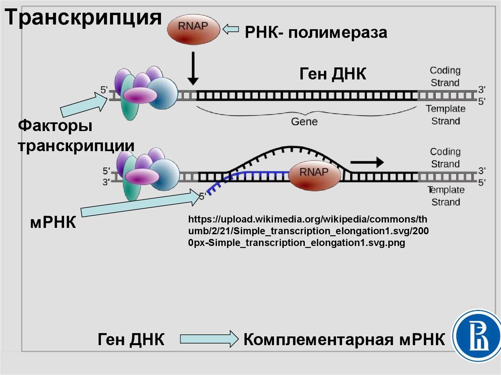 В процессе трансляции участвовало 100 молекул