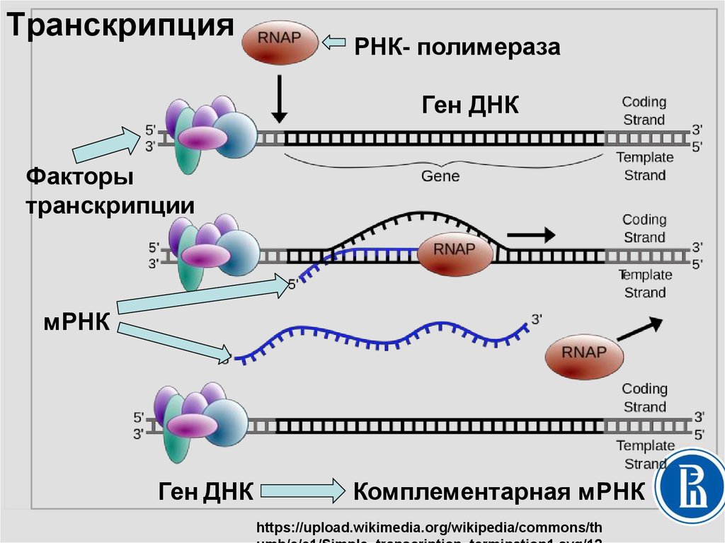 Транскрипция атф. Этапы синтеза белка РНК полимераза. Схема процесса транскрипции. Стадии транскрипции схема. Процесс транскрипции в синтезе белка.