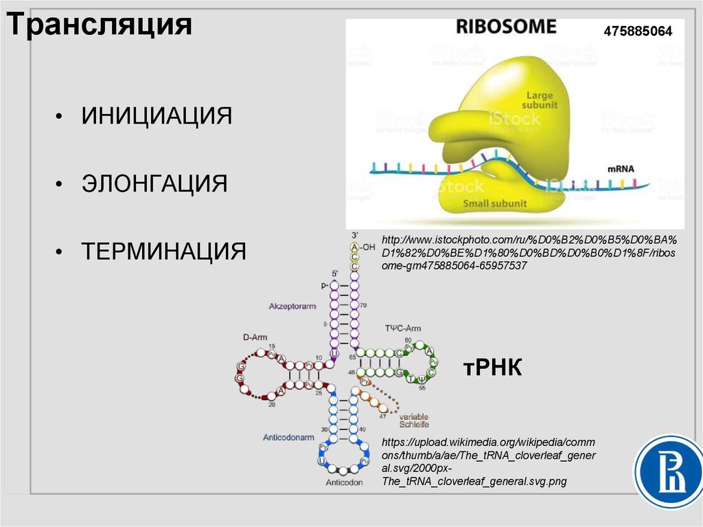 Инициация белка