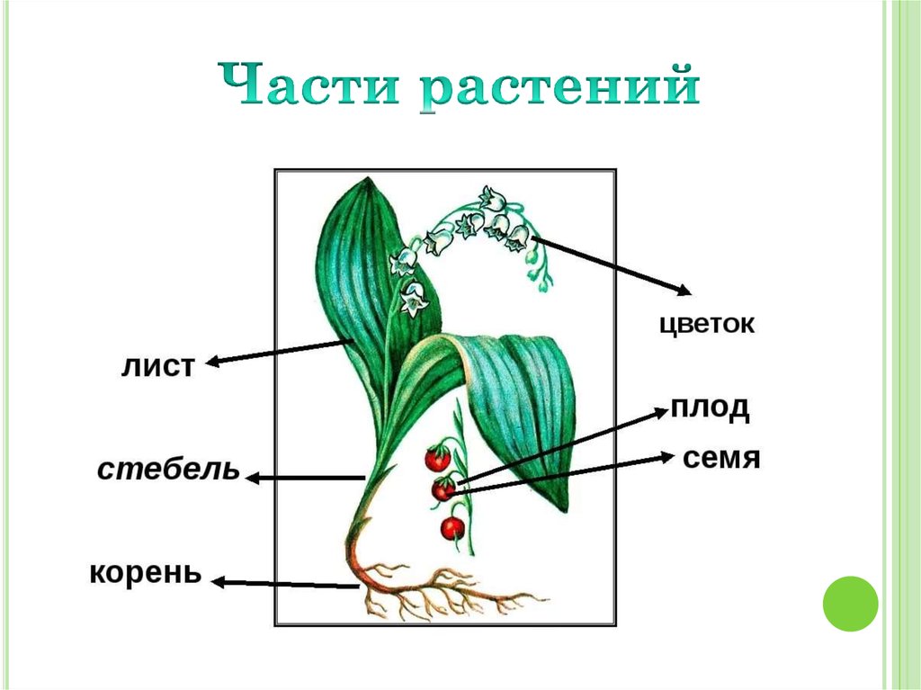 Ландыш рисунок биология