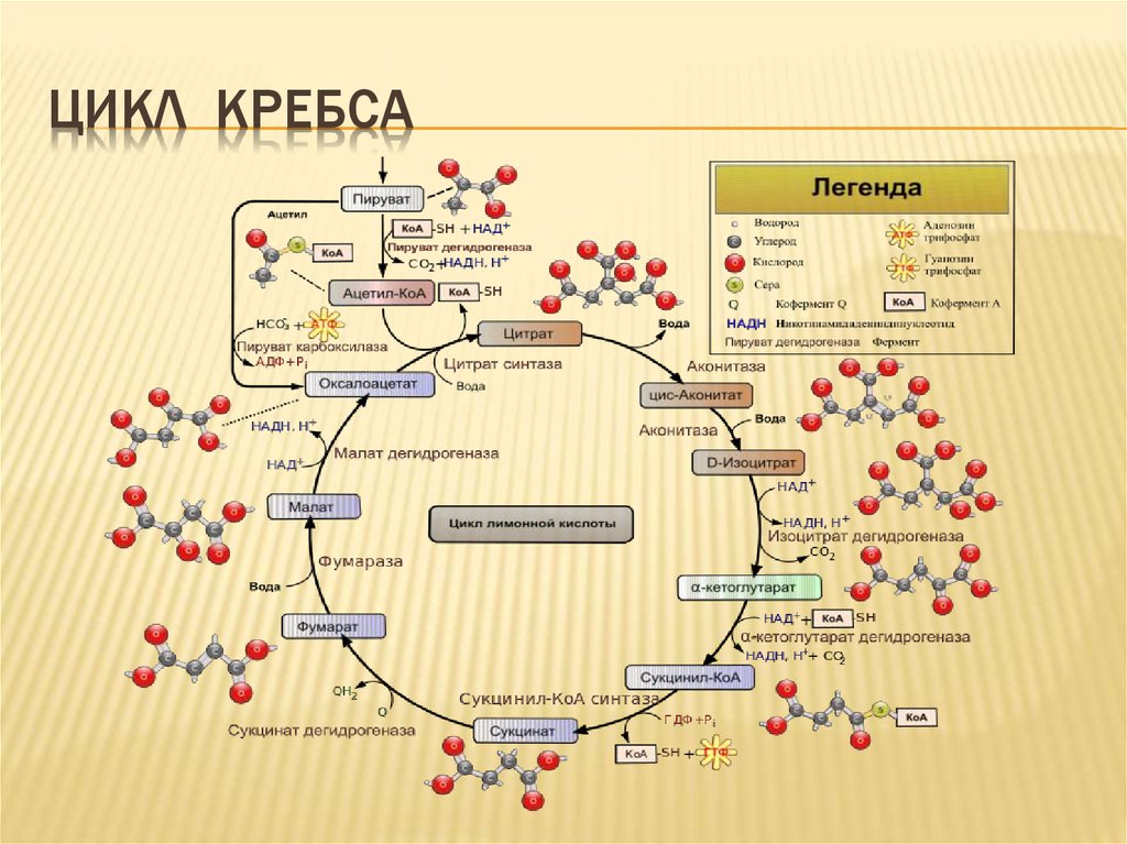 Цикл кребса картинки для презентации