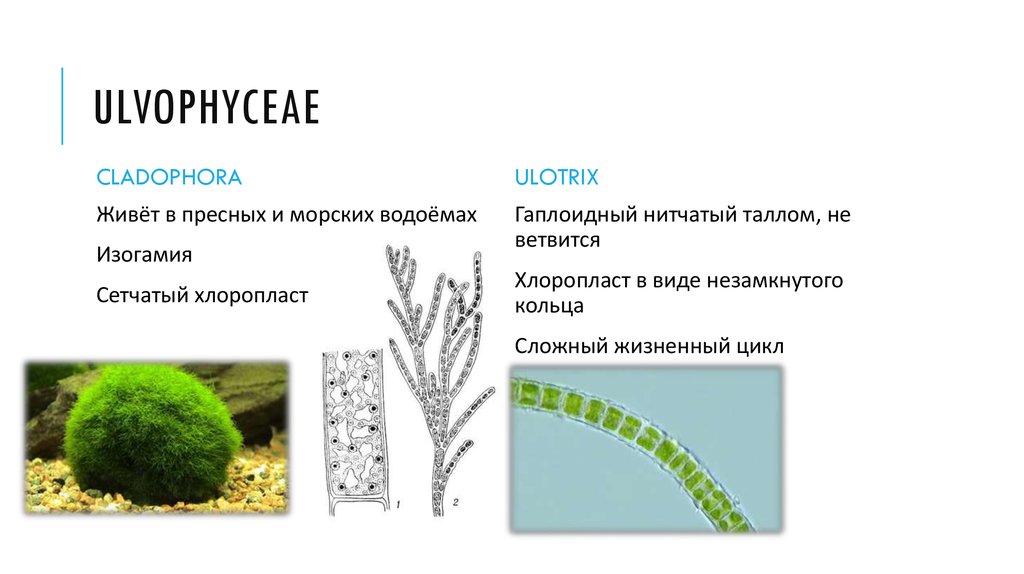 Рассмотрите изображения растений спаржа кладофора цикорий