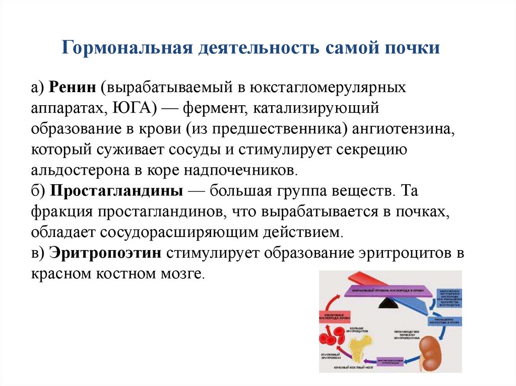 Что к самой деятельности в. Эндокринная активность почек. Ренин фермент.