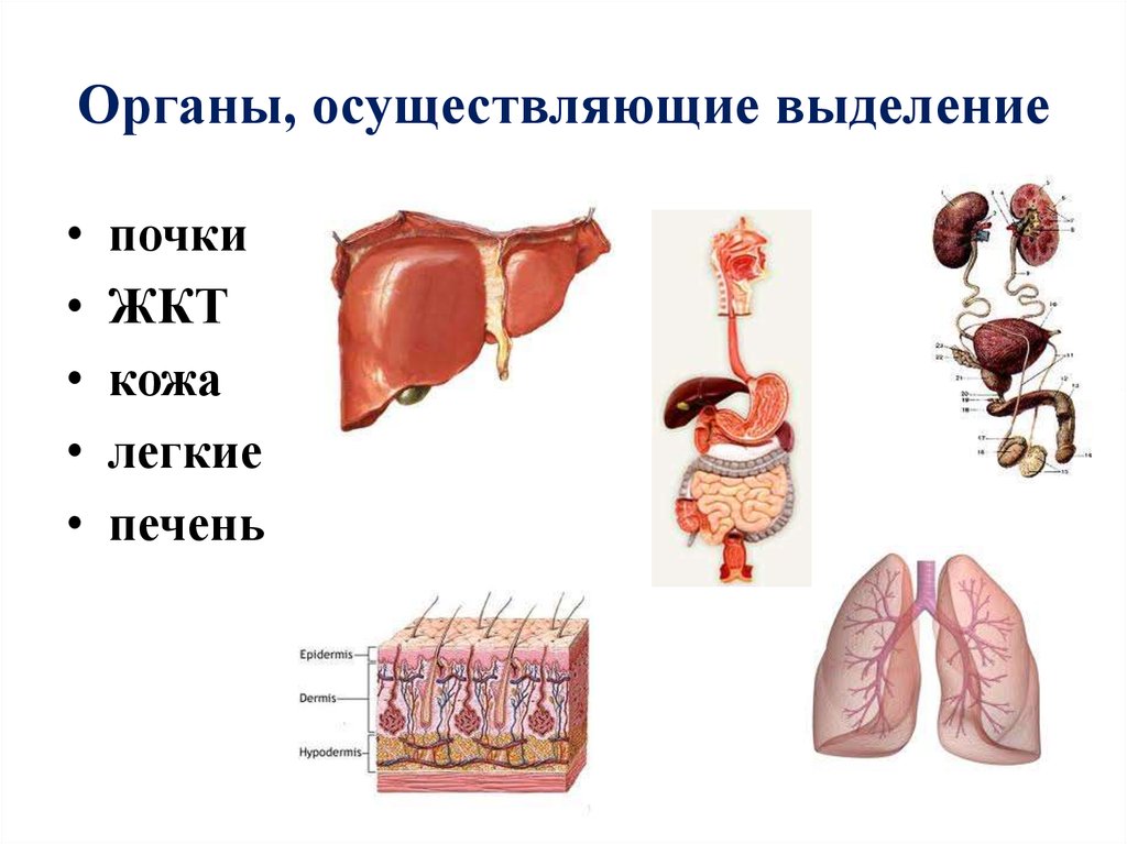 Выделение для презентации