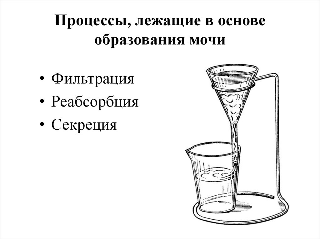 Процессы лежащие. В основе образования пузырька лежит процесс тест. Какой процесс лежит в основе образования налета?. Как фильтруют мочу. Как отфильтровать мочу в воду.