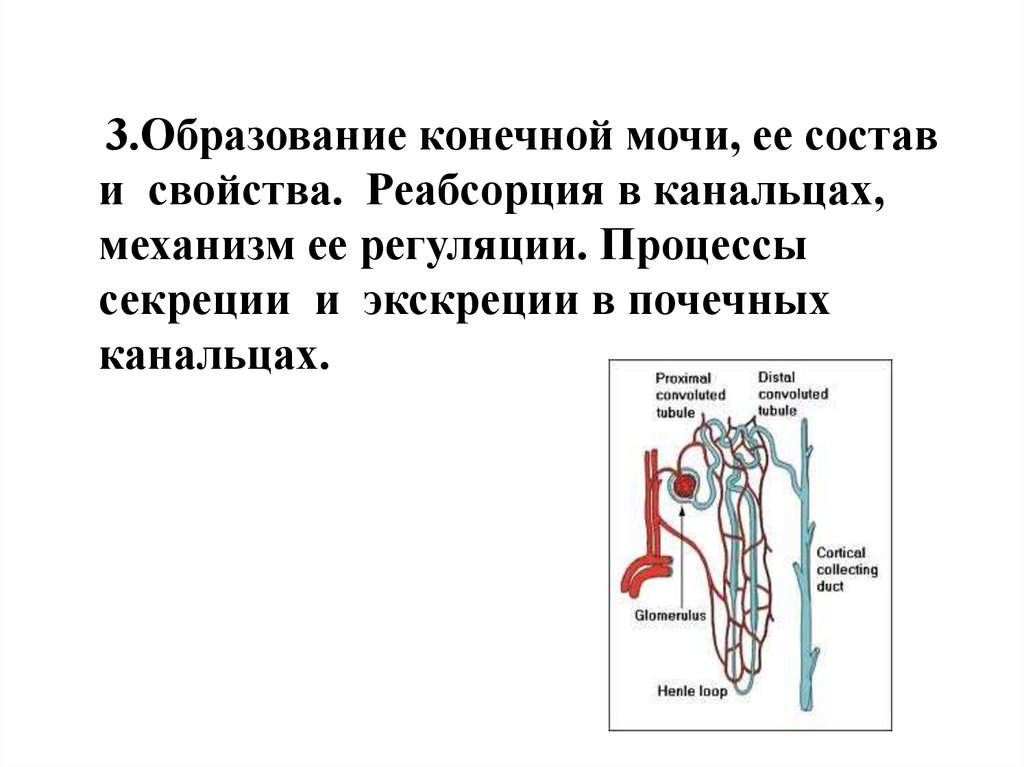 Конечное образование. Процессы участвующие в образовании конечной мочи. Механизм образования конечной мочи. Процессы секреции и экскреции в почечных канальцах. Механизм образования конечной мочи физиология.