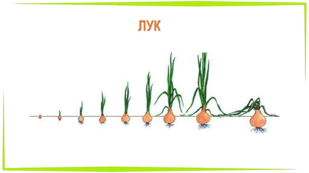 Схема посадки гороха на грядке