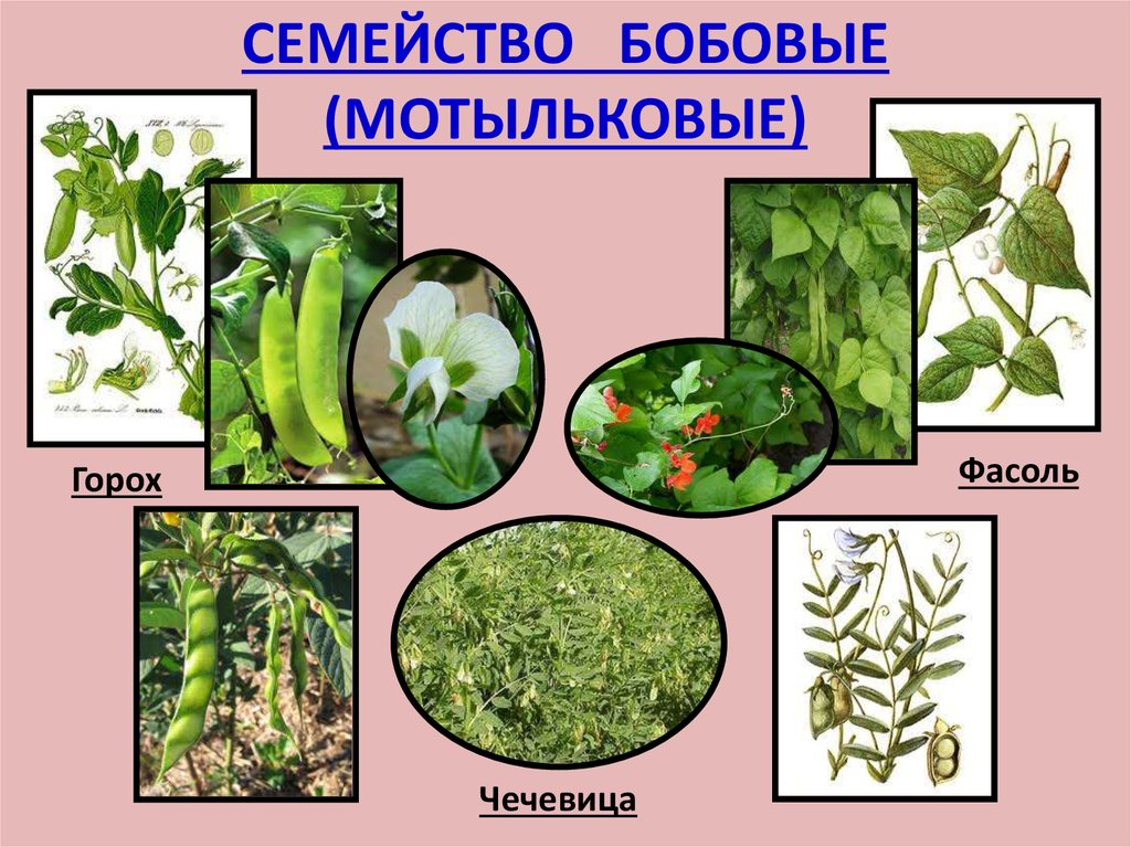 Крестоцветные растения в жизни человека. Крестоцветные.