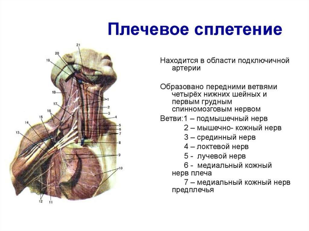 Плечевое сплетение презентация